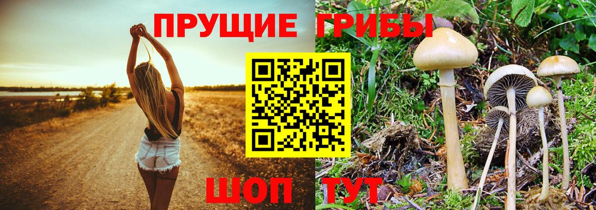 Псилоцибиновые грибы мухоморы  Вход с VPN  Асбест  сколько стоит  Галлюциногенные грибы Cubensis 